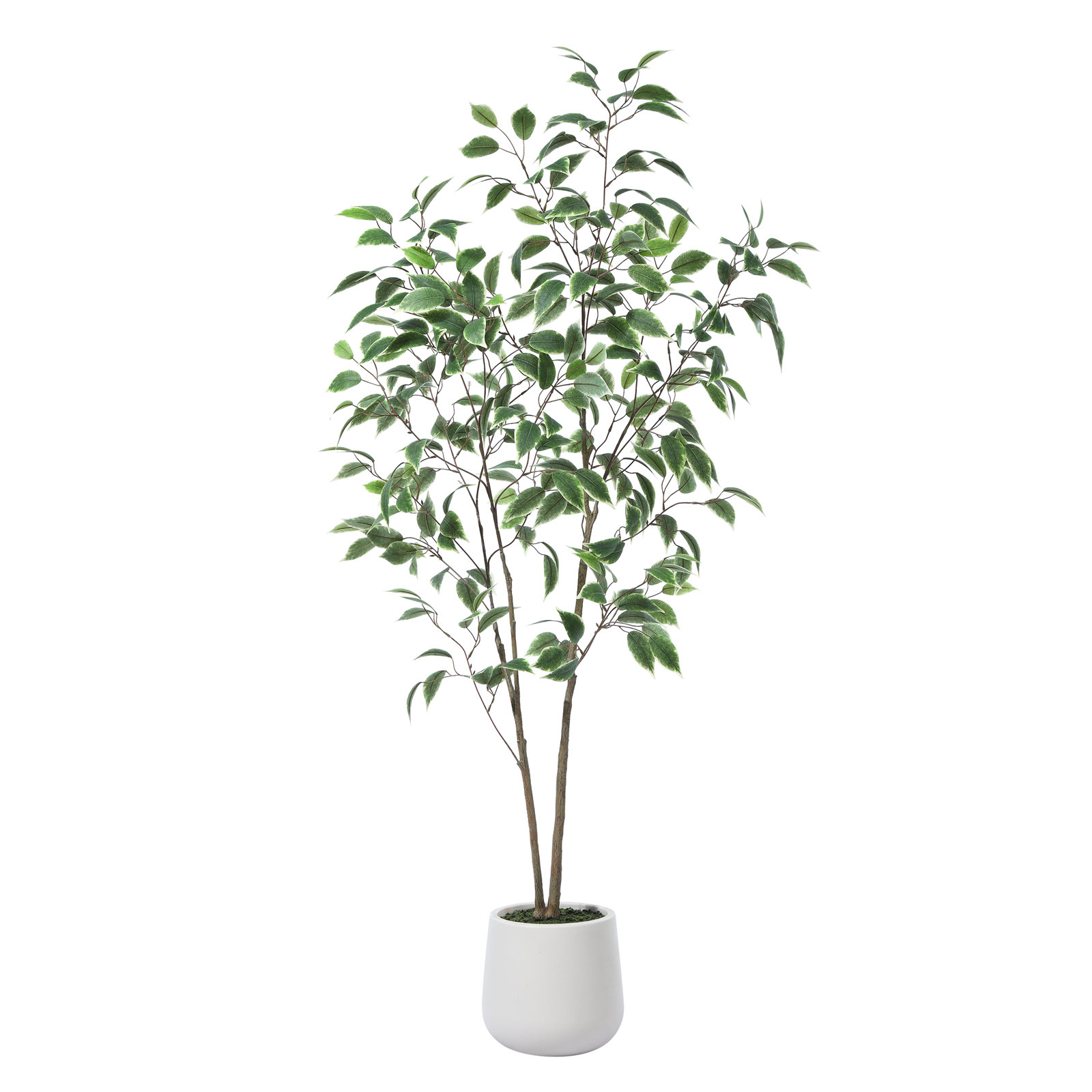Adcock Ficus Tree in Pot, 60" H x 20" W x 20" D