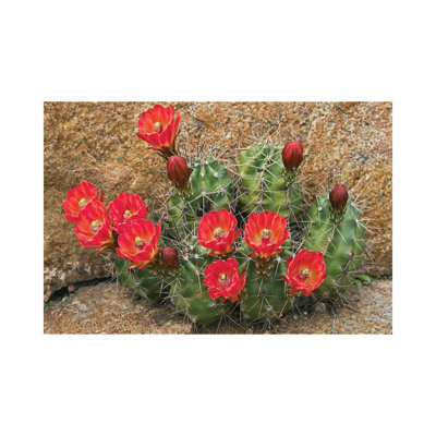 Claret Cup Cactus Flowering, Utah by Tim Fitzharris - Wrapped Canvas Print