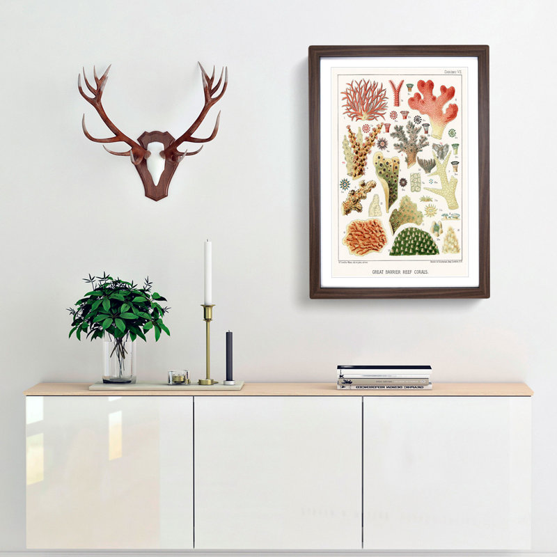Great Barrier Reef Corals VII by W. Saville-Kent - Picture Frame Painting Print, 65cm H x 48cm W x 2cm D, Walnut Framed