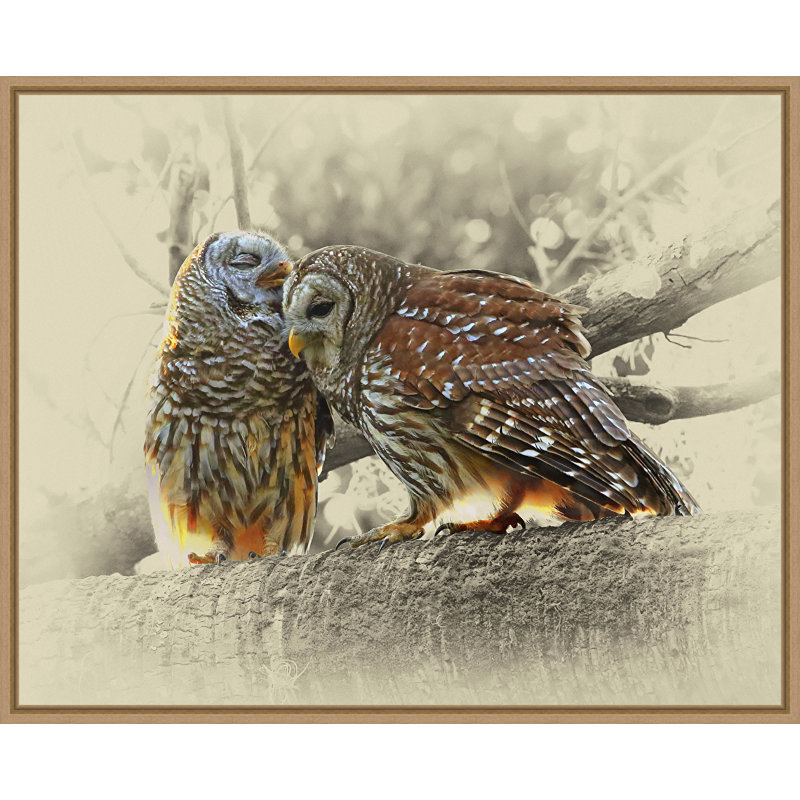 « barried owls », reproduction de photo sur toile tendue encadrée