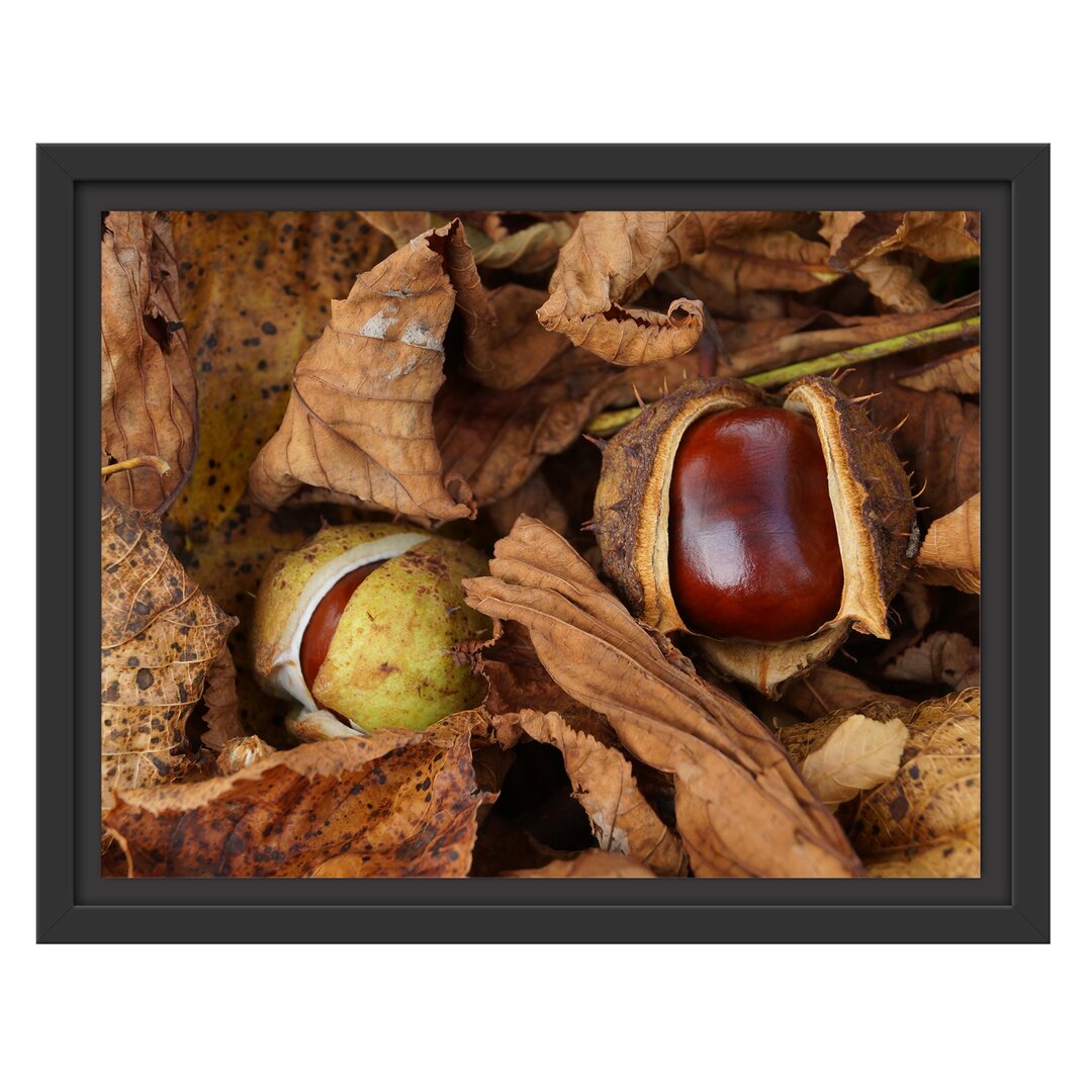 Gerahmter Fotodruck Two Open Chestnuts