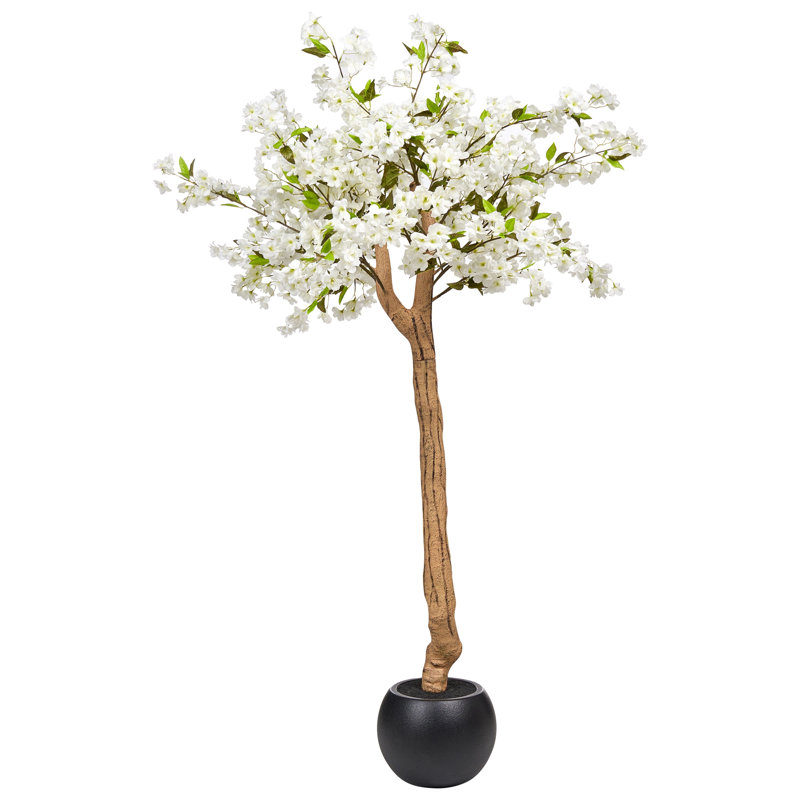 Pauletta 180 Plant