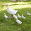 Véritables statues de canard de ferme