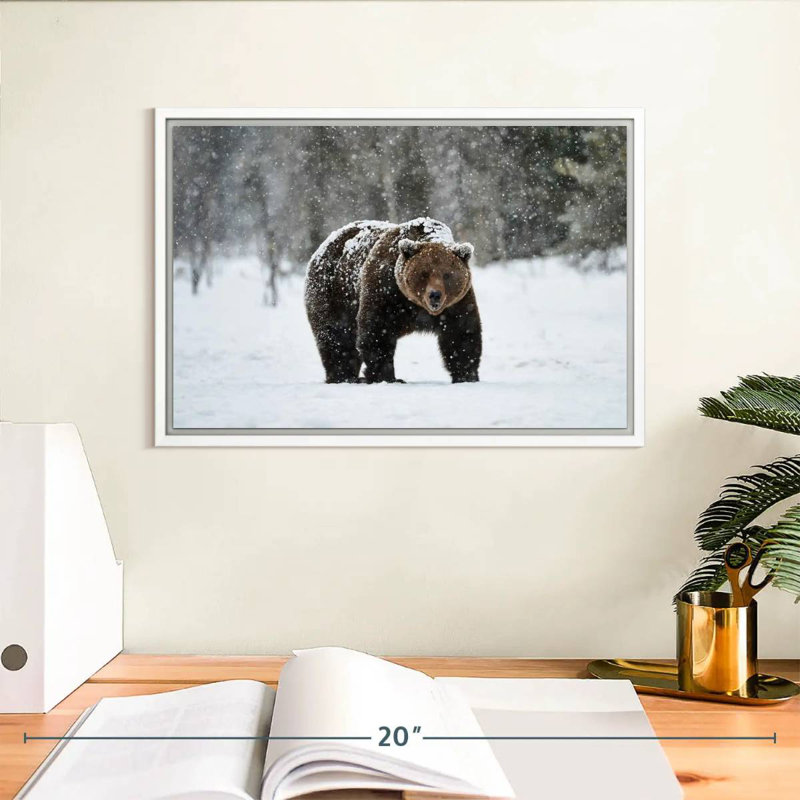Ours grizzly d'hiver, Cadre flottant blanc, 13 po x 9 po