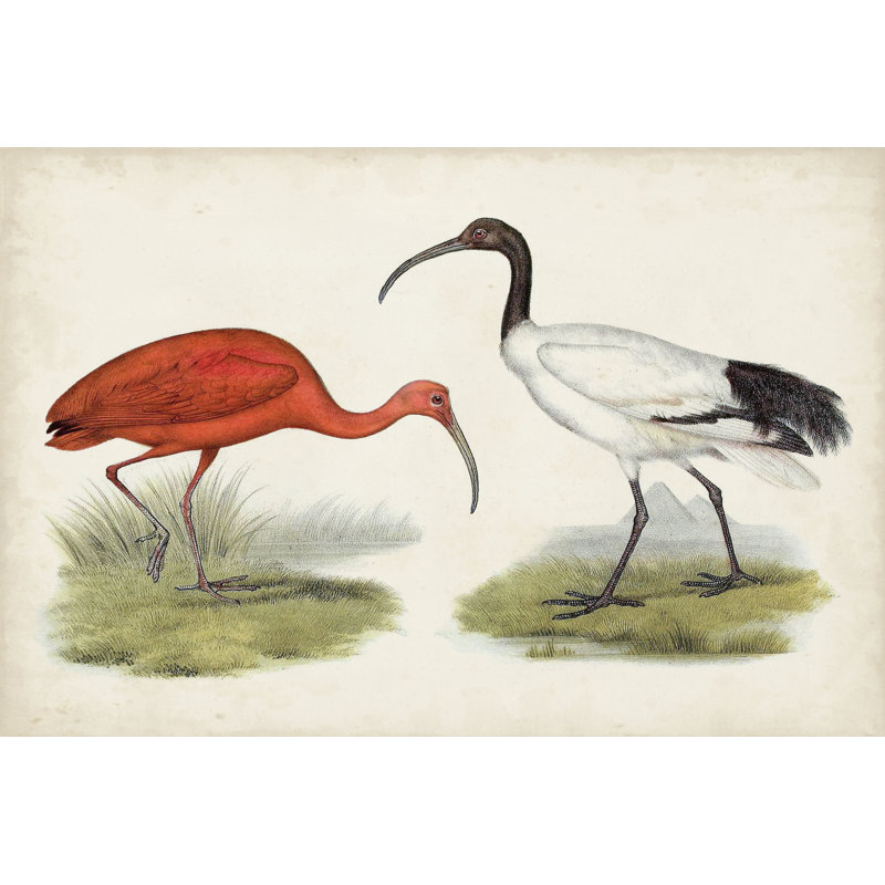 Oiseaux d'eau antiques II - peinture sur toile tendue, H 32 po x l 48 po