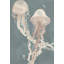 « jellyfish danse i », reproduction sur toile tendue-21593616