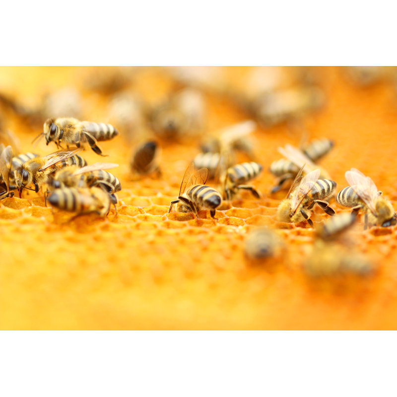 Bees - Wrapped Canvas Print, 30cm H x 46cm W x 3.8cm D