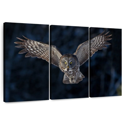 Hibou gris volant Brampt