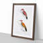 Illustrations of Woodpeckers by John Edward Gray - Framed Print-55575956-55575957