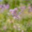 Ensemble d’ornement 6 pièces hummingbird Pompey