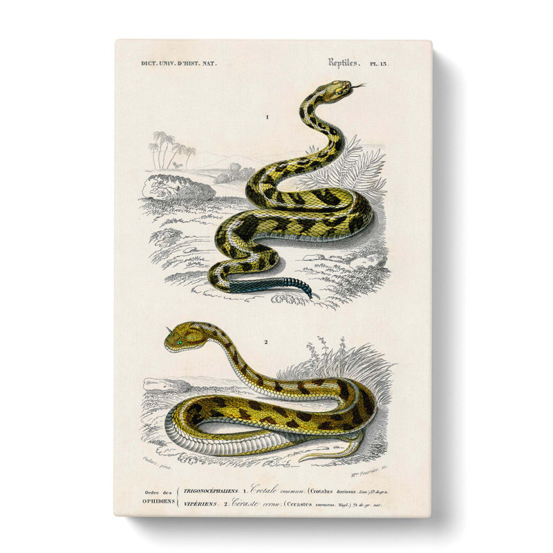 Viper & Rattlesnake by Charles D'Orbigny - Wrapped Canvas, 60cm H x 40cm W x 3cm D