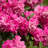 3 gal. Rose Peggy Martin