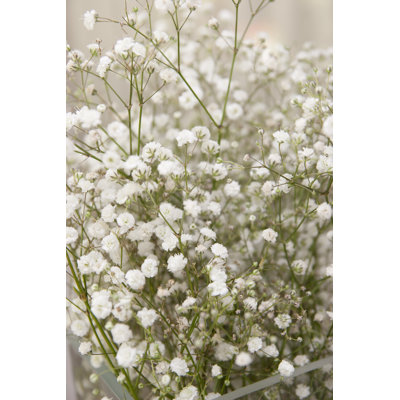 Baby's Breath - Photographie sur toile tendue