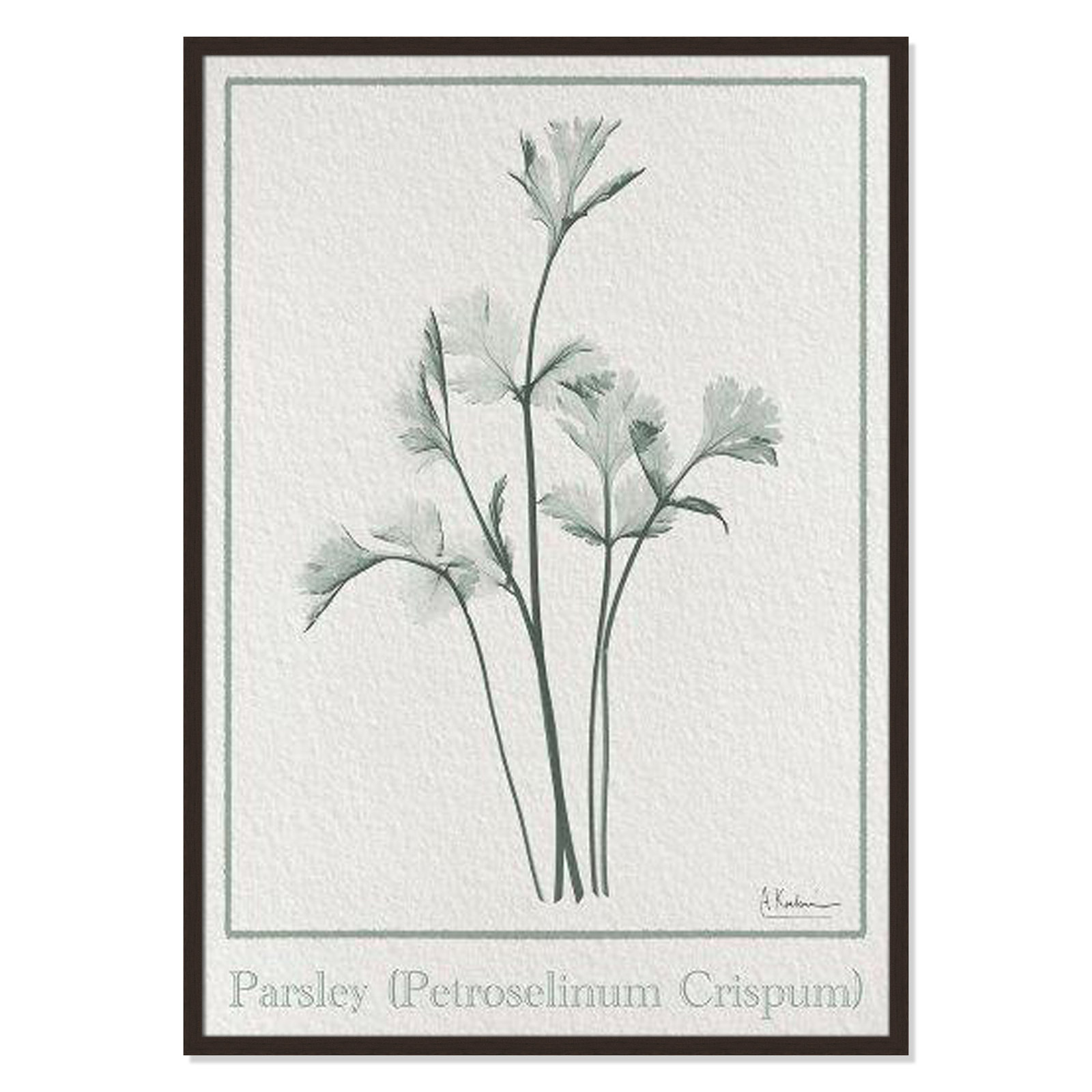 Jeanette "Parsley II" Print by Albert Koetsier, 41.5" H x 29.5" W x 1.25" D, Open Grain Walnut Framed Paper