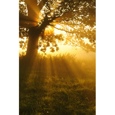 Backlit Oak Tree by Avtg
