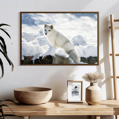 Arctic Fox