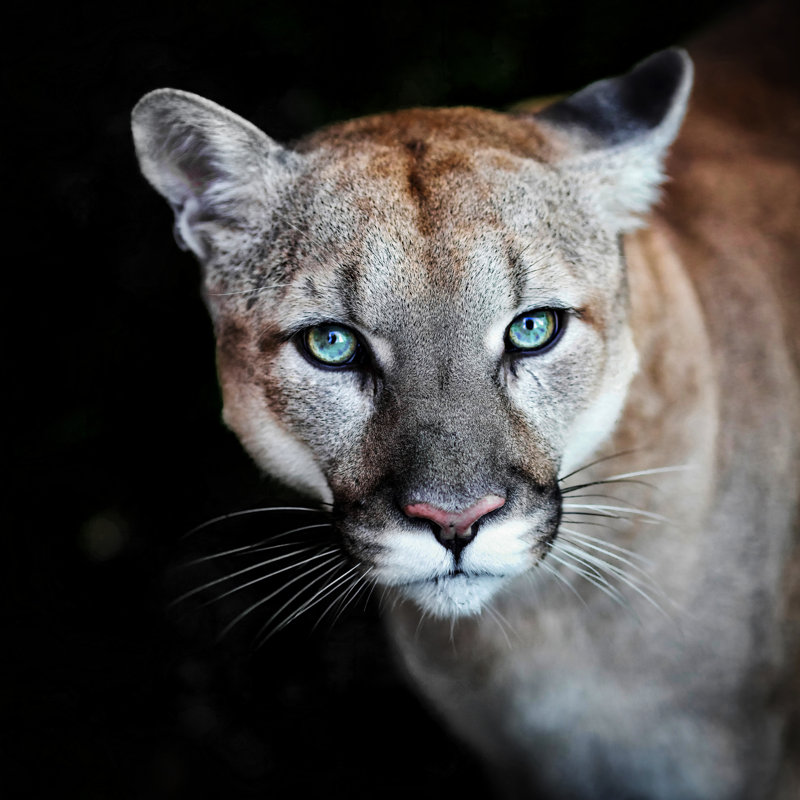 Puma Wild Cat Eyes - Wrapped Canvas Print, 51cm H x 51cm W x 3.8cm D