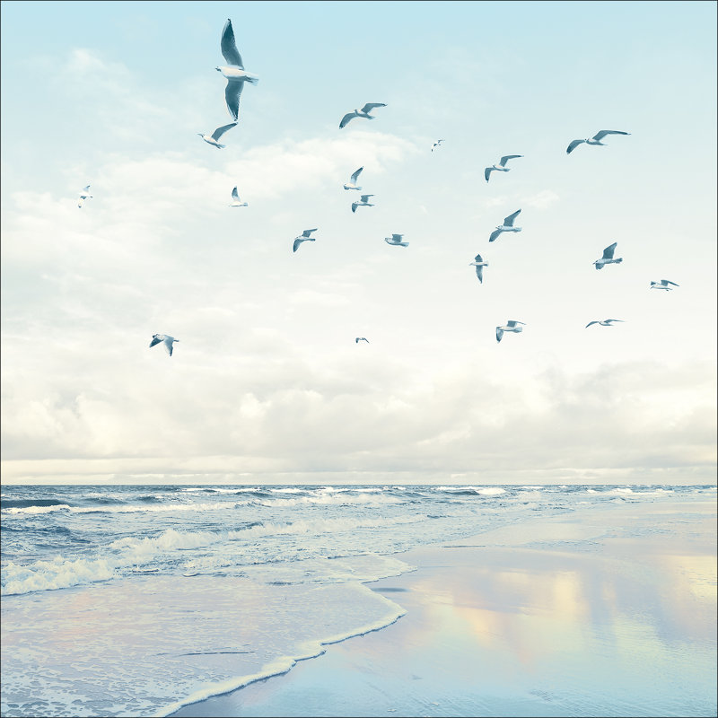Seagulls On The Beach GLA2603, 80cm H x 80cm W x 1.5cm D