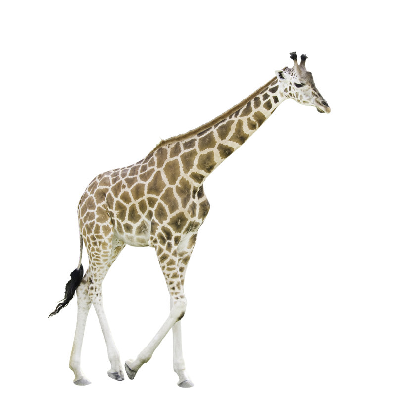 Giraffe Walking by Microgen - No Frame Art Prints on Canvas, 76cm H x 76cm W