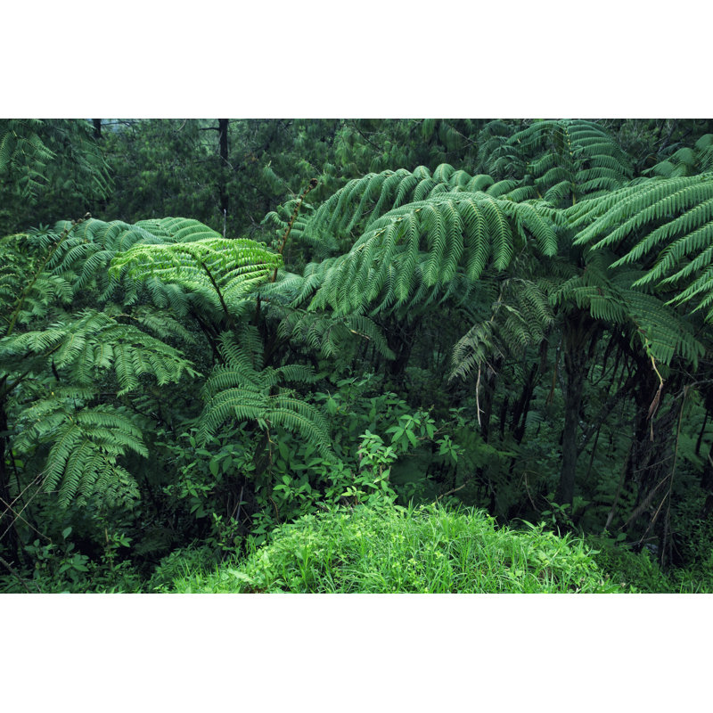Beautiful Rainforest by Oskanov - Wrapped Canvas Print, 51cm H x 76cm W