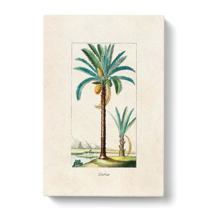Illustration of a Date Palm Tree - Wrapped Canvas, 60cm H x 40cm W x 3cm D