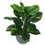 Scindapsus Aureus Plant