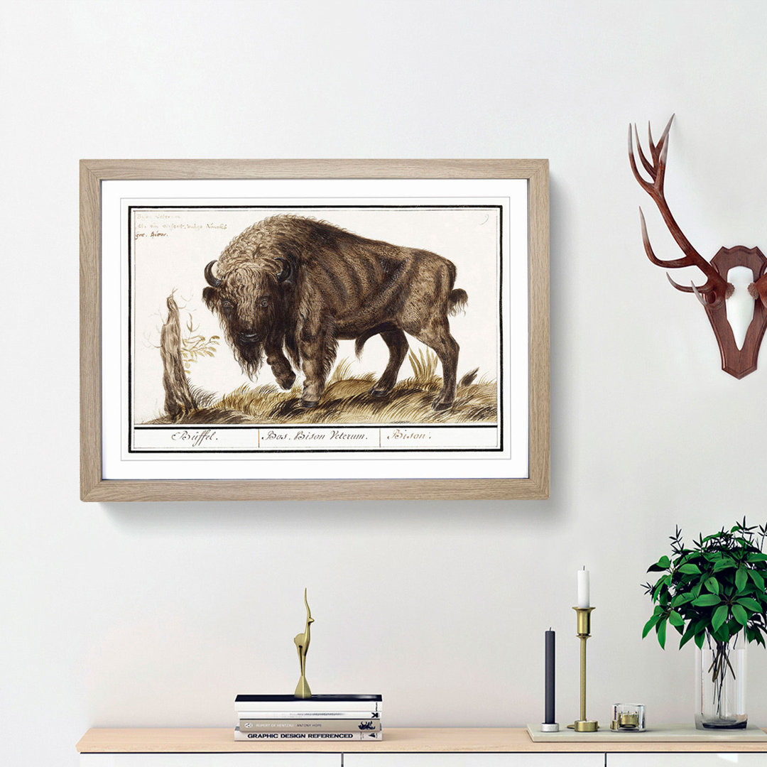 Bison by A.B. de Boodt - Picture Frame Art Print