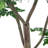 Polyscias Fruticosa Tree-112273774