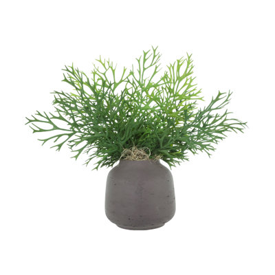 Staghorn Fern in Fiberstone Vase
