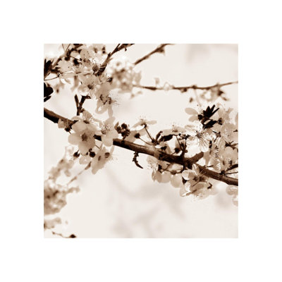 «Sakura I» par Sofia Fox - photographie