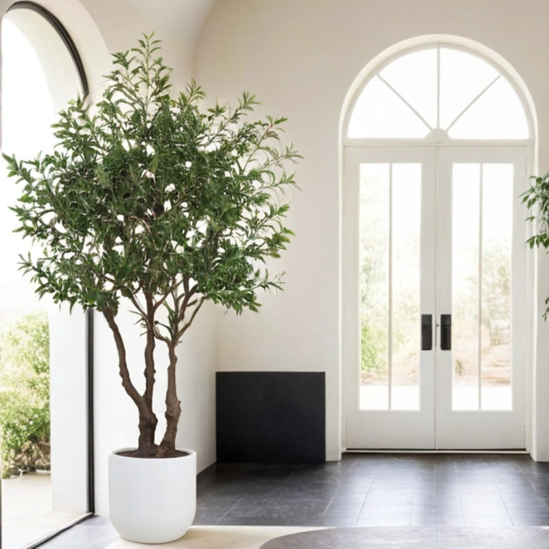 7.5FT OLIVE TREE, POTTED