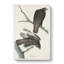 Two Hawks by John Audubon - Wrapped Canvas-55361440