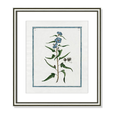 Colombe "Shabby Elegance Botanical I" Print