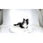 Lying Border Collie