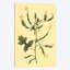 «Hedge Mustard», reproduction sur toile-31847706-73206084-73206079