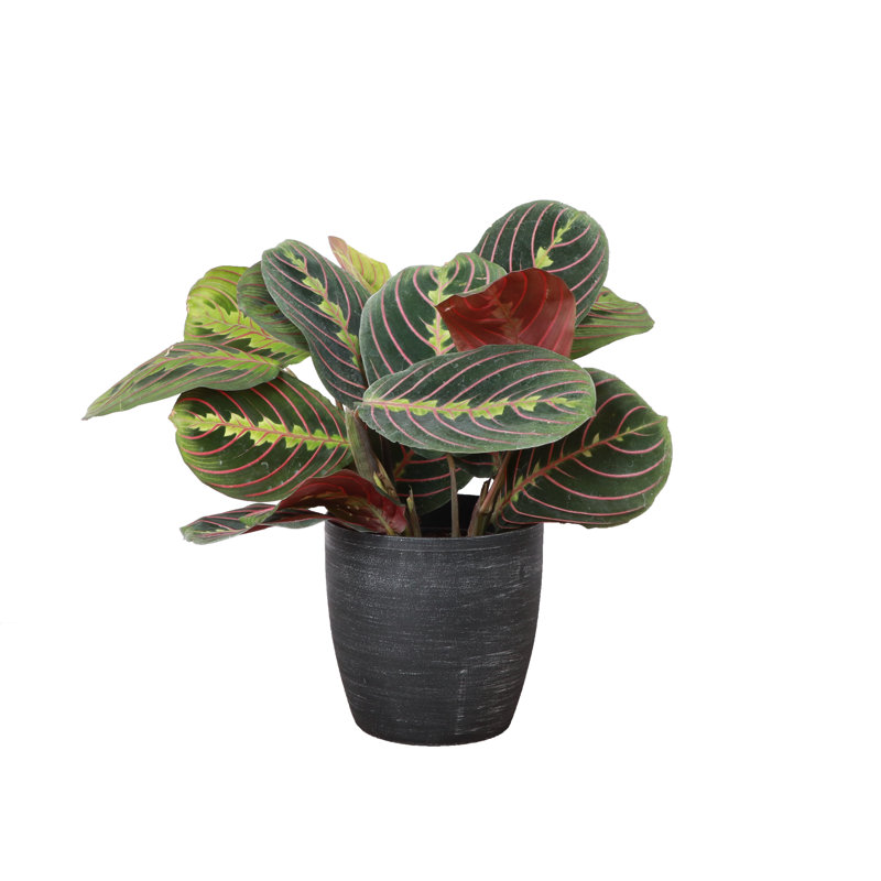 Live Red Prayer Plant in Classic Pot, Silver