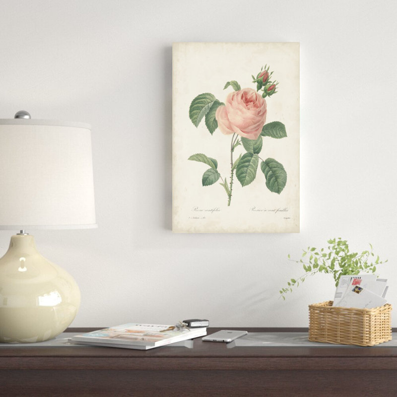 Roses rétro Redoute IV, H 18 po x l 12 po