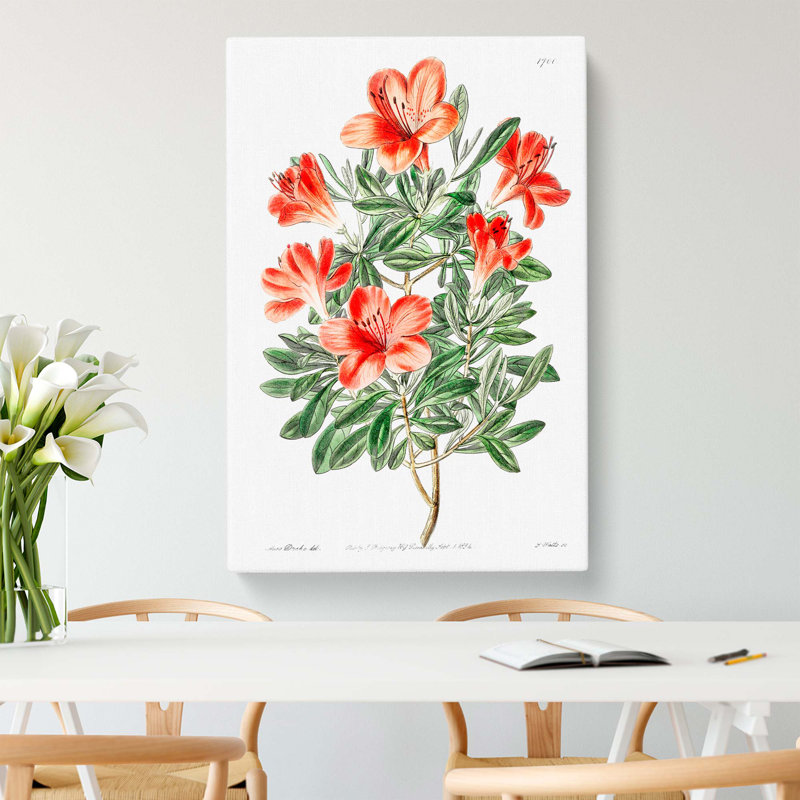 Chinese Azalea Flowers - Wrapped Canvas, 76cm H x 50cm W x 3cm D