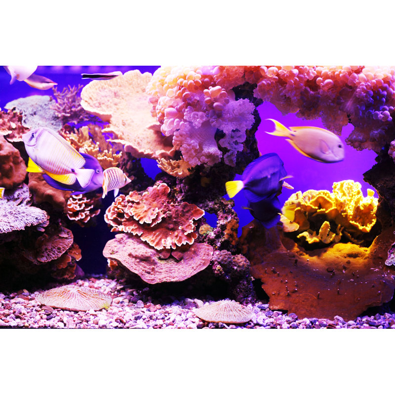 Aquarium Fish by Skynesher - Wrapped Canvas Print, 20cm H x 30cm W x 3.8cm D