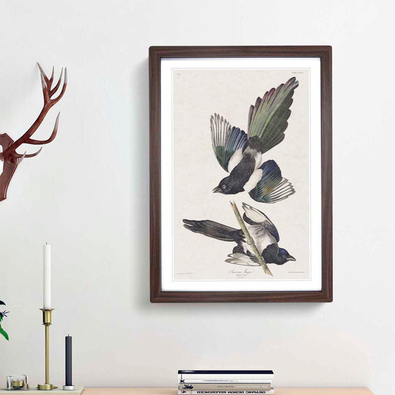 American Magpie by John Audubon - Single Picture Frame Painting, 63cm H x 45cm W x 2cm D, Walnut Framed