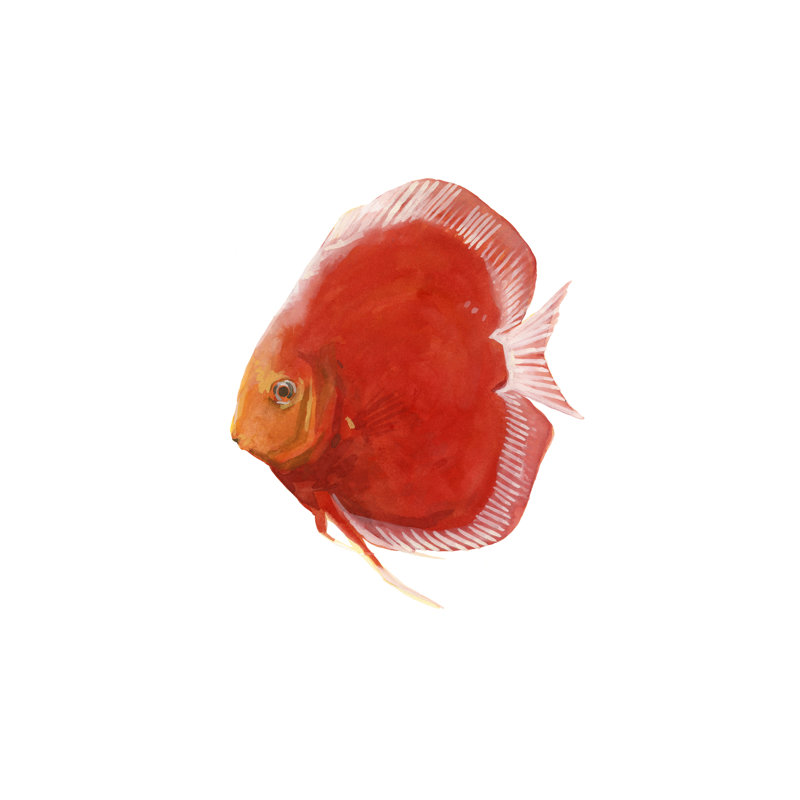 Poisson discus V, H 12 po x l 12 po x P 1 po
