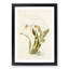 Magnolia Flowers Illustration Tab. 12 by Frederick Sander - Picture Frame Painting Print-55760270-55760275
