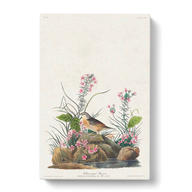 Yellow-Winged Sparrow by John Audubon - Wrapped Canvas Painting, 50cm H x 35cm W x 3cm D
