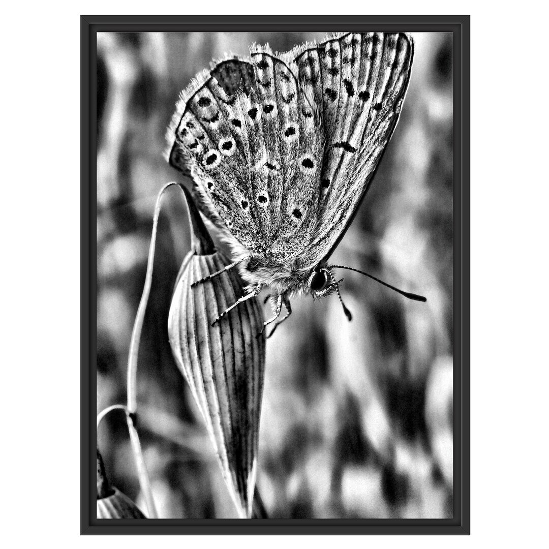 Gerahmtes Wandbild Schmetterling auf Blume Natur Tier