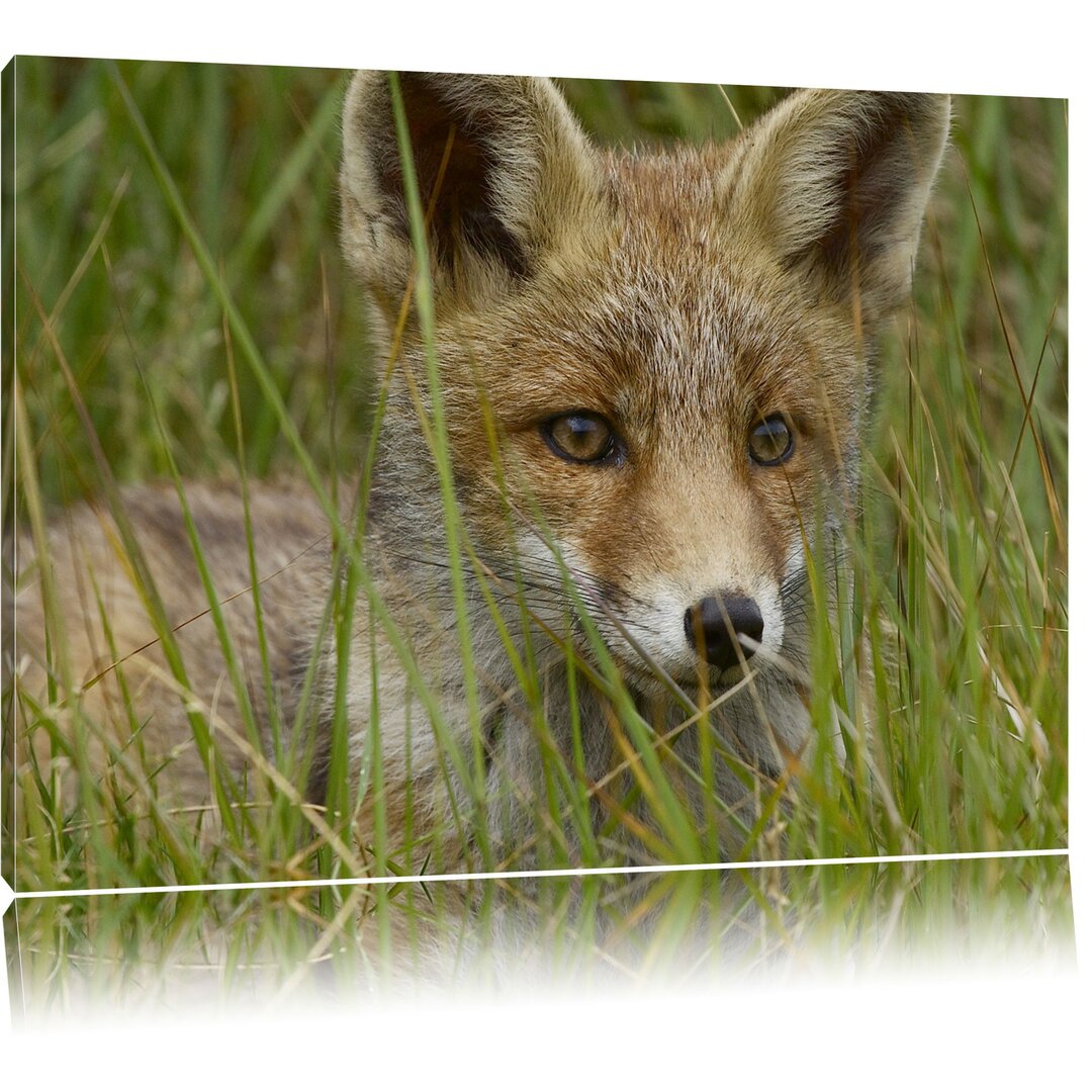 Leinwandbild Junger Fuchs auf Wiese