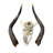 Tiream Real Nyala Antelope Skull