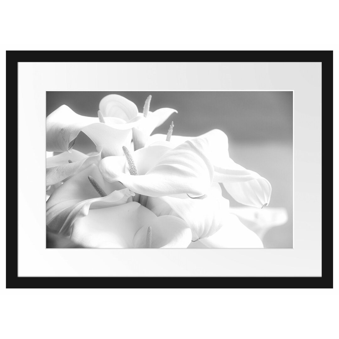 Gerahmtes Poster White Calla Lilies