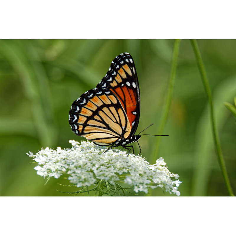 Castalia Viceroy On Queen Anne's Lace - Wrapped Canvas Print, 30cm H x 46cm W x 3.8cm D