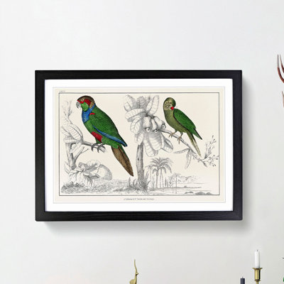 Parrots by Oliver Goldsmith - Framed Print