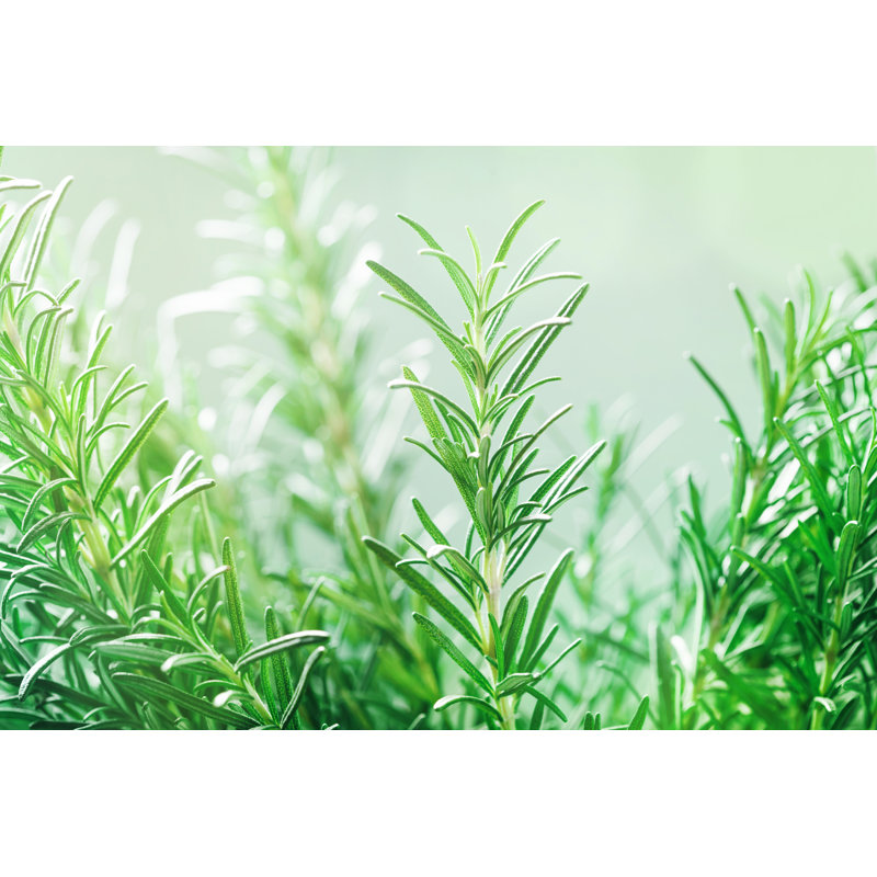 Culinary Aromatic Herb by Julia_Sudnitskaya - Wrapped Canvas Print, 20cm H x 30cm W